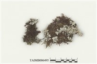 藏品(鹿兒島耳葉蘚)的圖片